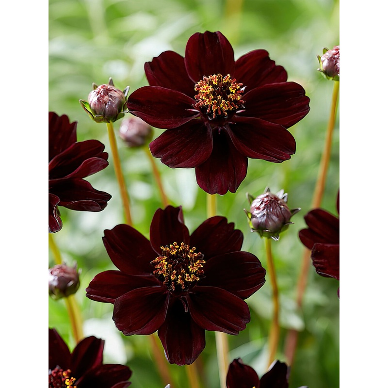 Cosmos Atrosanguineus (Chocolate Cosmos)