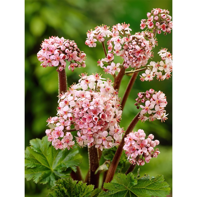 Darmera Peltata (Umbrella plant)