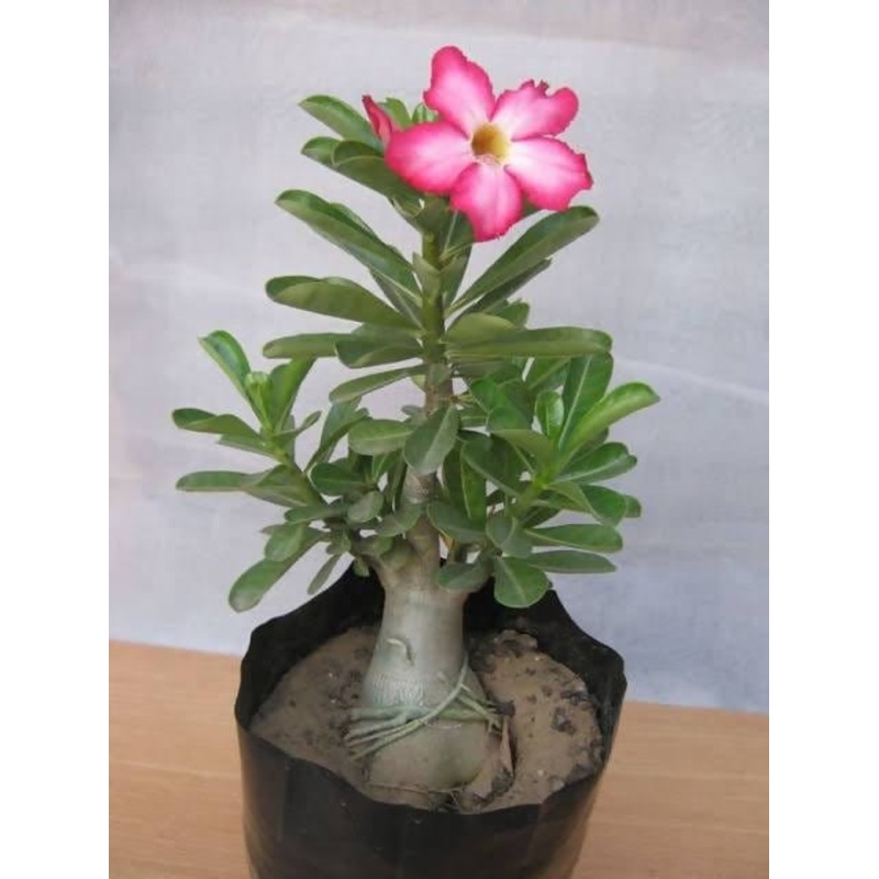 Desi Adenium
