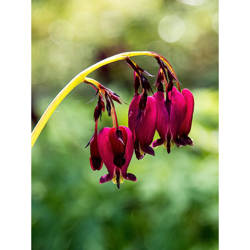 Dicentra Bacchanal|1|3|6