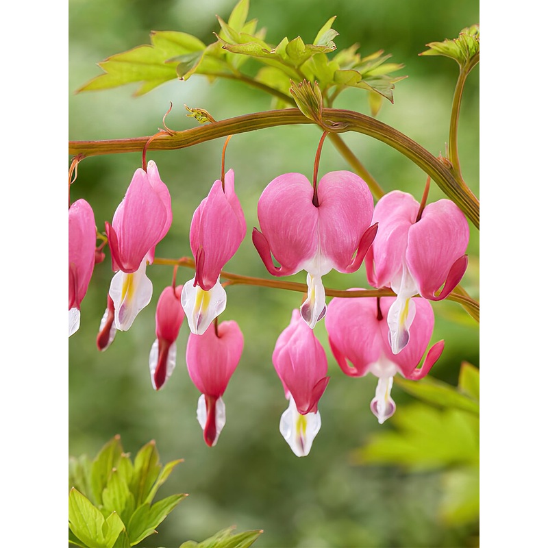 Dicentra Spectabilis|1|3|6