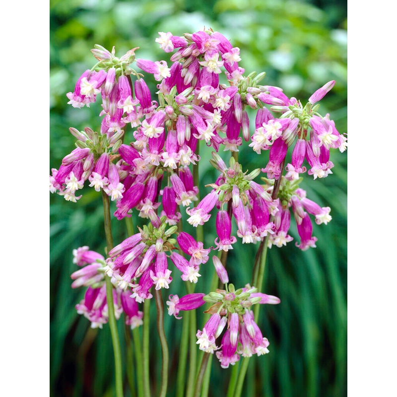 Dichelostemma Pink Surprise (Firecracker Flower)