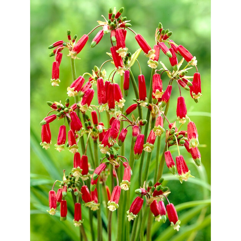 Dichelostemma Red Empire (Firecracker Flower)