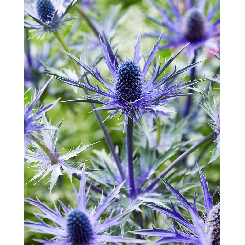 Eryngium Jos Eijking|1|3|6