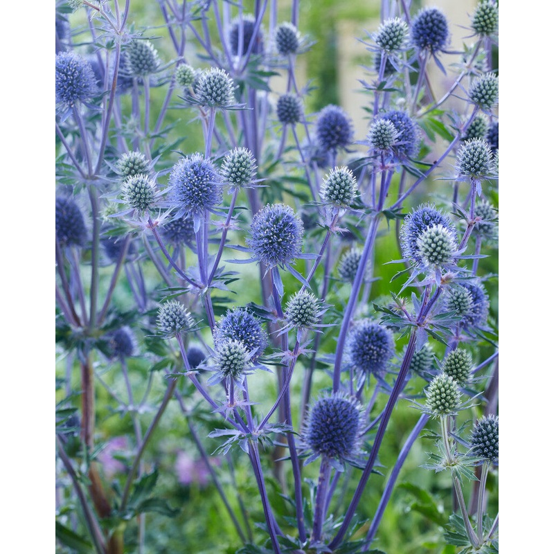 Eryngium Planum|1|3|6