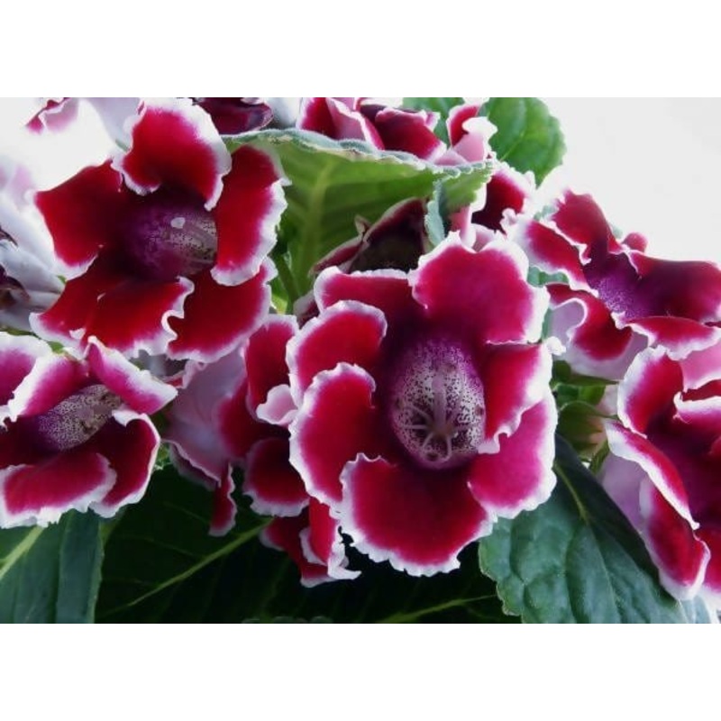 Gloxinia Mix Flower Seeds