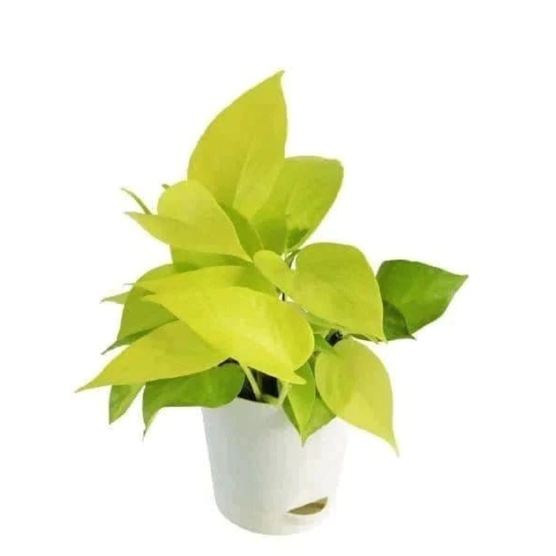 Golden Money plant