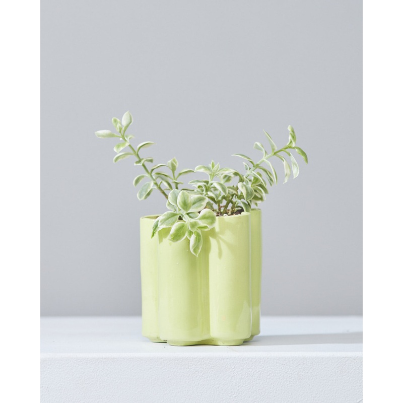 HIGH NOON ARTIST EDITION PLANTER – MATCHA, Small 5 Inch