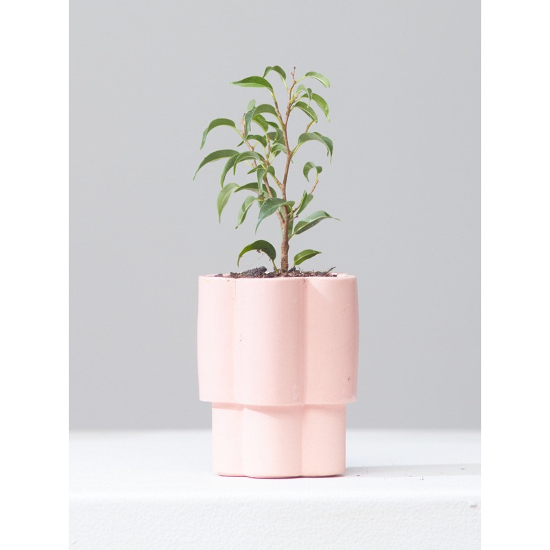 HIGH NOON ARTIST EDITION PLANTER – ROSE, Small 3 Inch