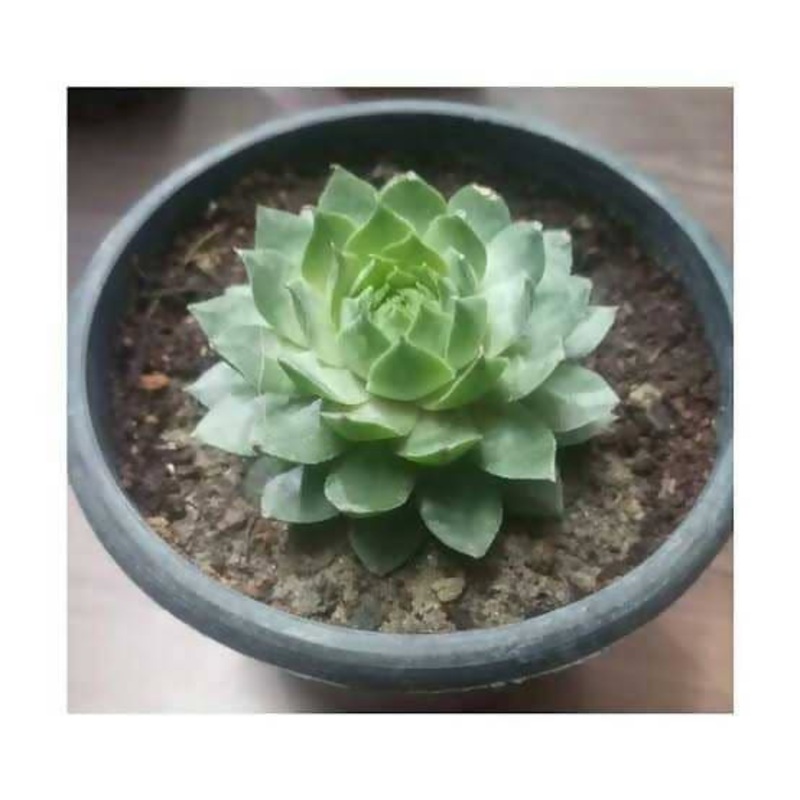 Lakshmi Kamal succulent