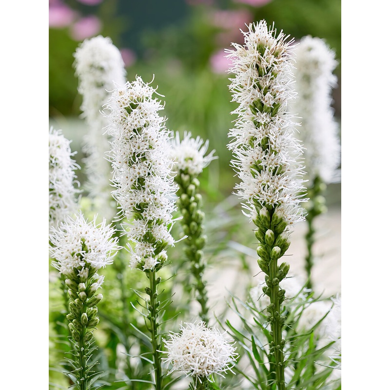 Liatris Spicata Alba|10|20|50