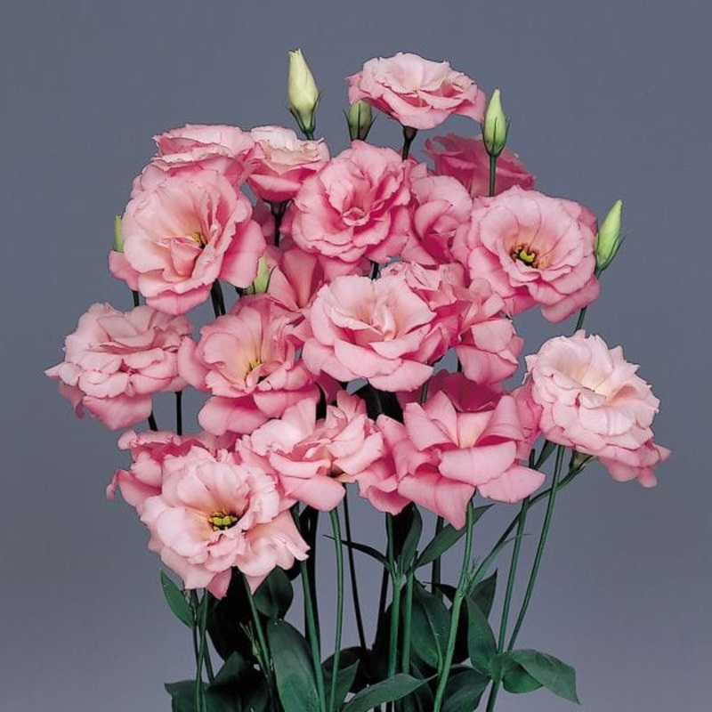 Lisianthus Flower Seeds