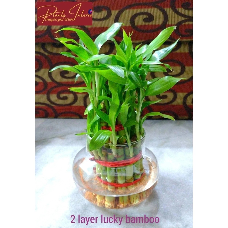 Lucky bamboo