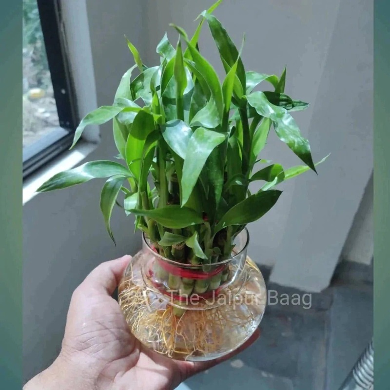 Lucky Bamboo – 2 layer in glass jar