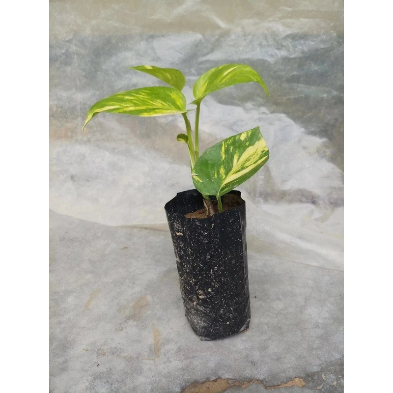 Money Plant|10 pcs|1pc
