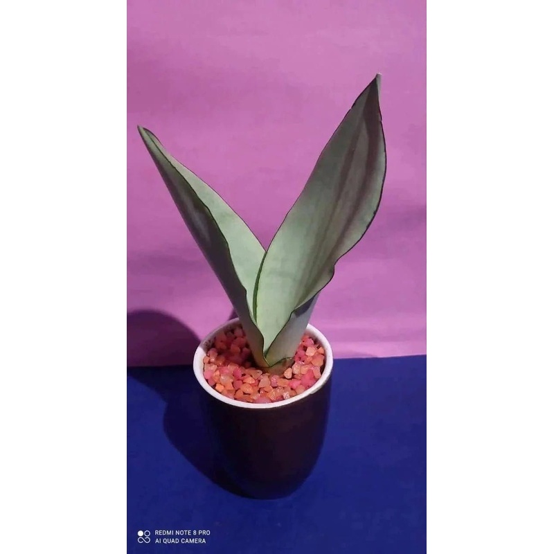Moonshine snake plant