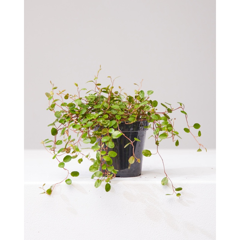 MUEHLENBACKIA ‘WIRE VINE’ 3.5 Grower Pot