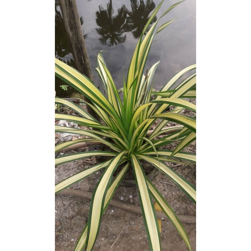Pandanus spider plants