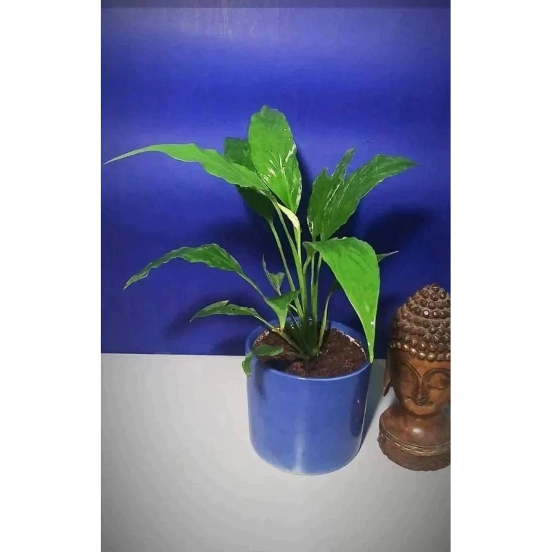 Peace lily with pot