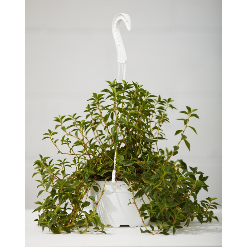PEPEROMIA AMIGO MARCELLO 6 HANGING BASKET