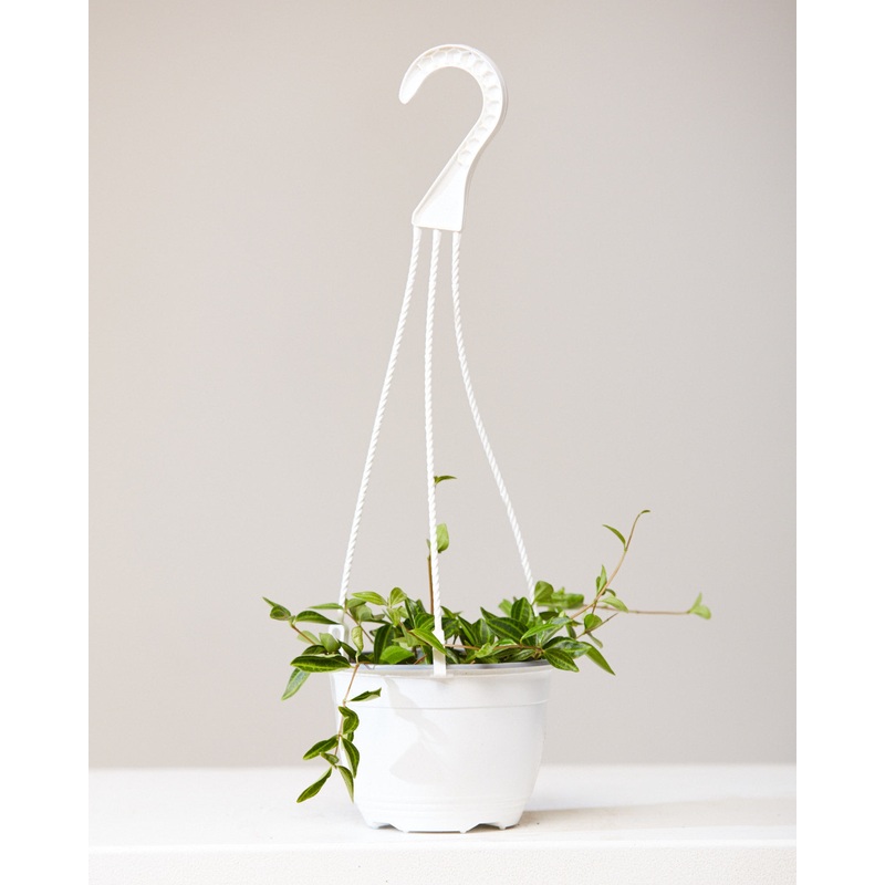 PEPEROMIA ANGULATA 6 HANGING BASKET