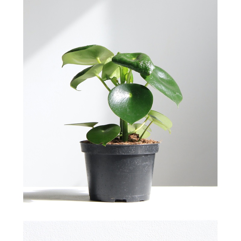 PEPEROMIA ‘RAINDROP 6 Grower Pot