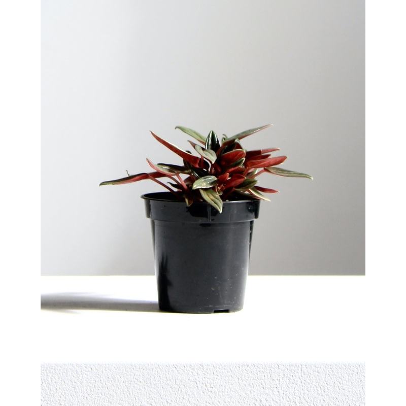 PEPEROMIA ROSSO 3.5 Grower Pot