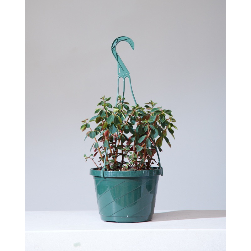 PEPEROMIA RUBELLA 8 HANGING BASKET
