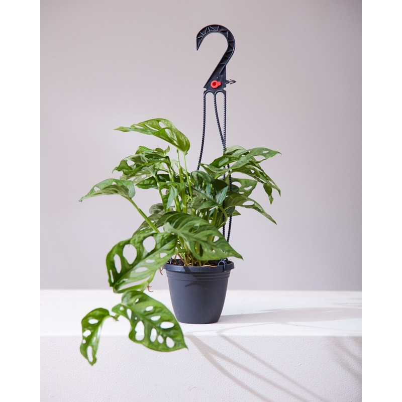 PHILODENDRON ADANSONII 4 HANGING BASKET