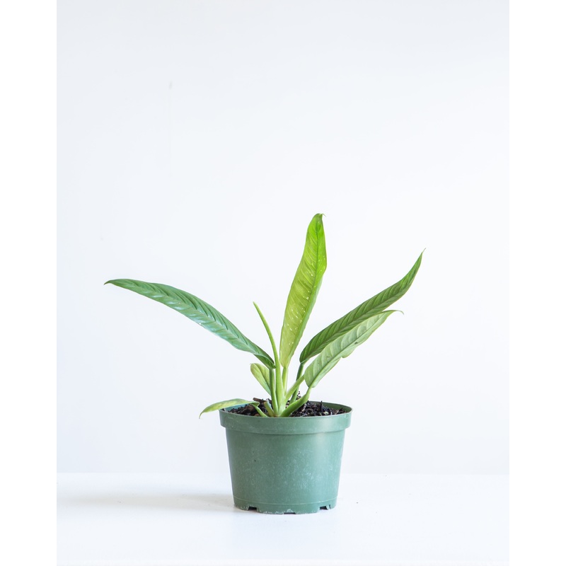 PHILODENDRON ‘CAMPII’ 6 Grower Pot