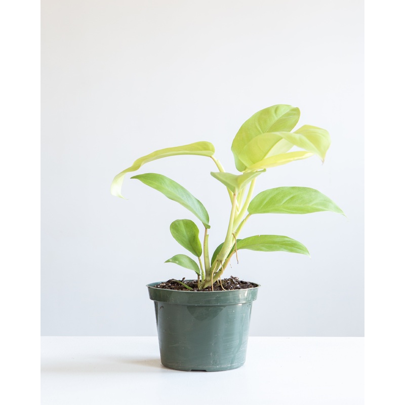 PHILODENDRON ‘HYBRID LEMON LIME’ 6 Grower pot