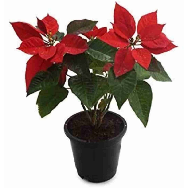 Poinsettia