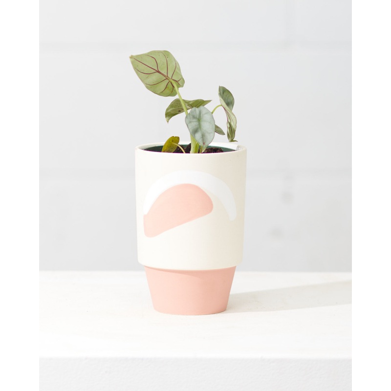 QUINN PLANTER, Small 4.25 Inch