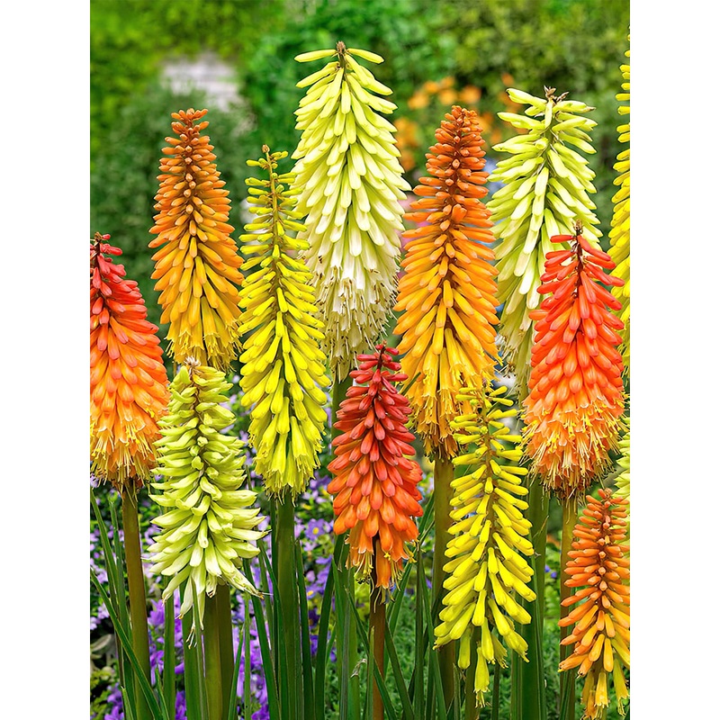 Red Hot Poker Breeders Mix (Kniphofia)