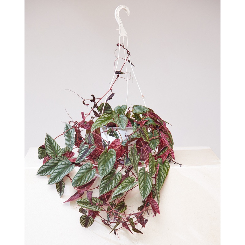 REX BEGONIA VINE 8 HANGING BASKET