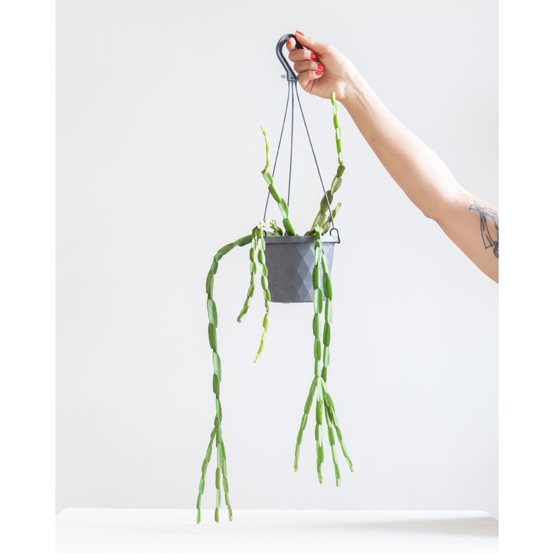 RHIPSALIS ‘PARADOXA’, 5 HANGING BASKET