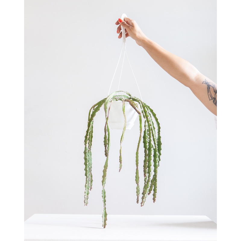 RHIPSALIS ‘PENTAPTERA’, 5 HANGING BASKET