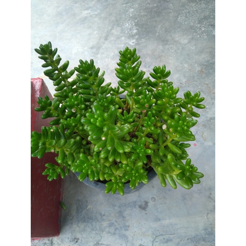 Sedum jelly bean