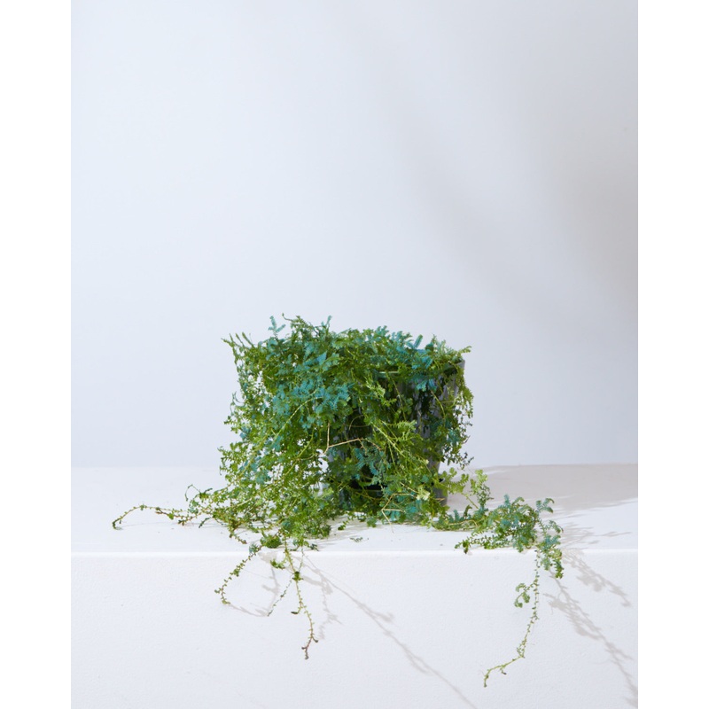 SELANGINELLA FERN (PEACOCK FERN) 6 Grower Pot