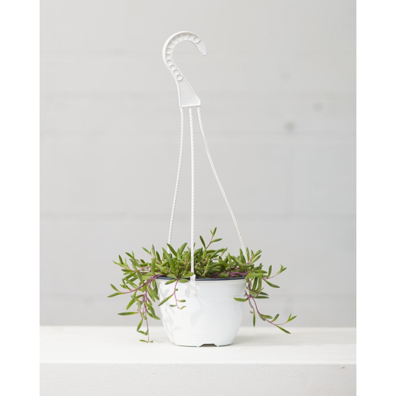 SENECIO ‘PURPLE FLASH’ 6 HANGING BASKET