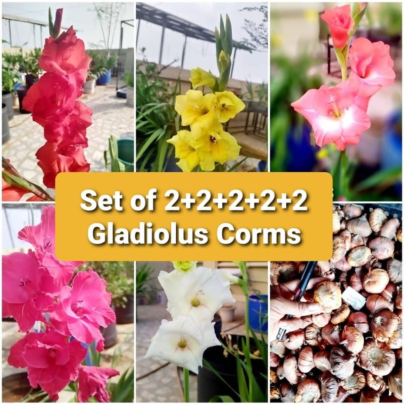 Set of 10 Gladiolus bulbs