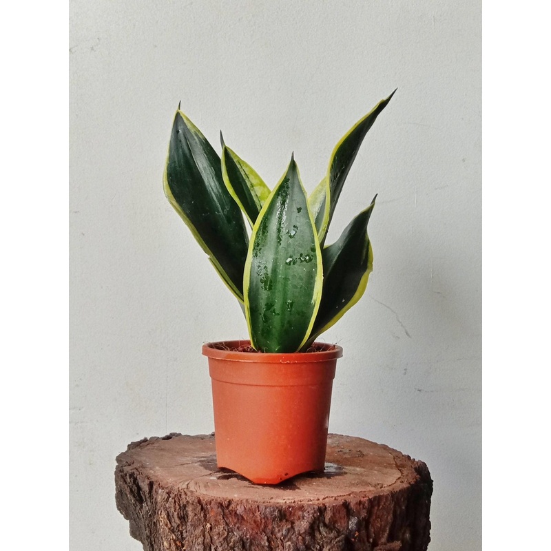 Snake Plant Black Gold