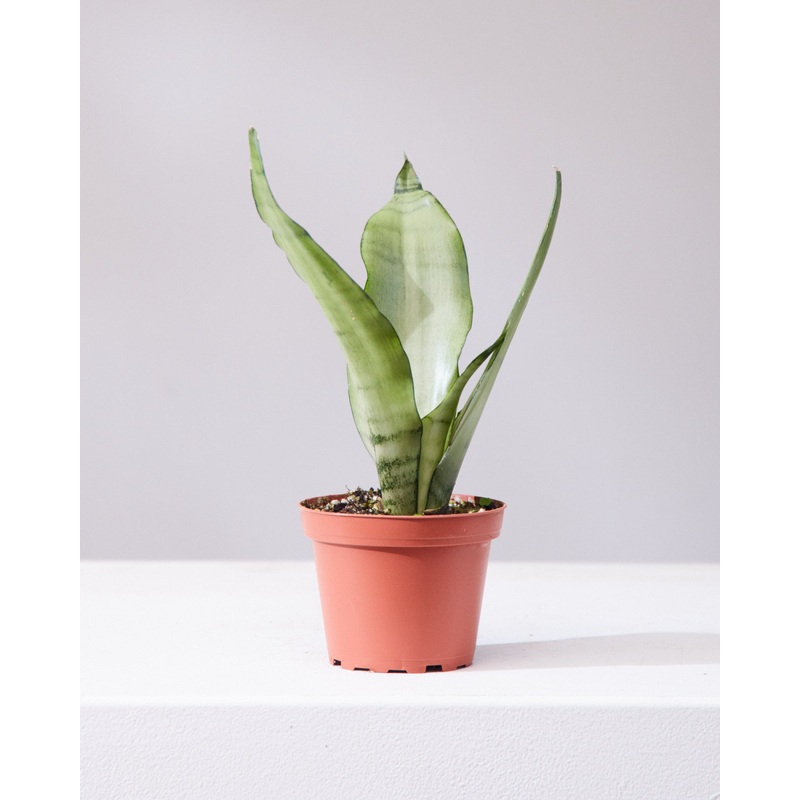 SNAKE PLANT (SANSEVIERIA ‘MOONSHINE’) 4 Grower Pot