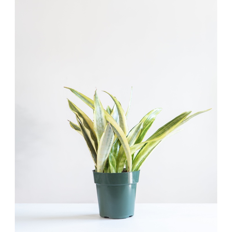 SNAKE PLANT (SANSEVIERIA ‘YELLOW STONE’) 6 Grower Pot