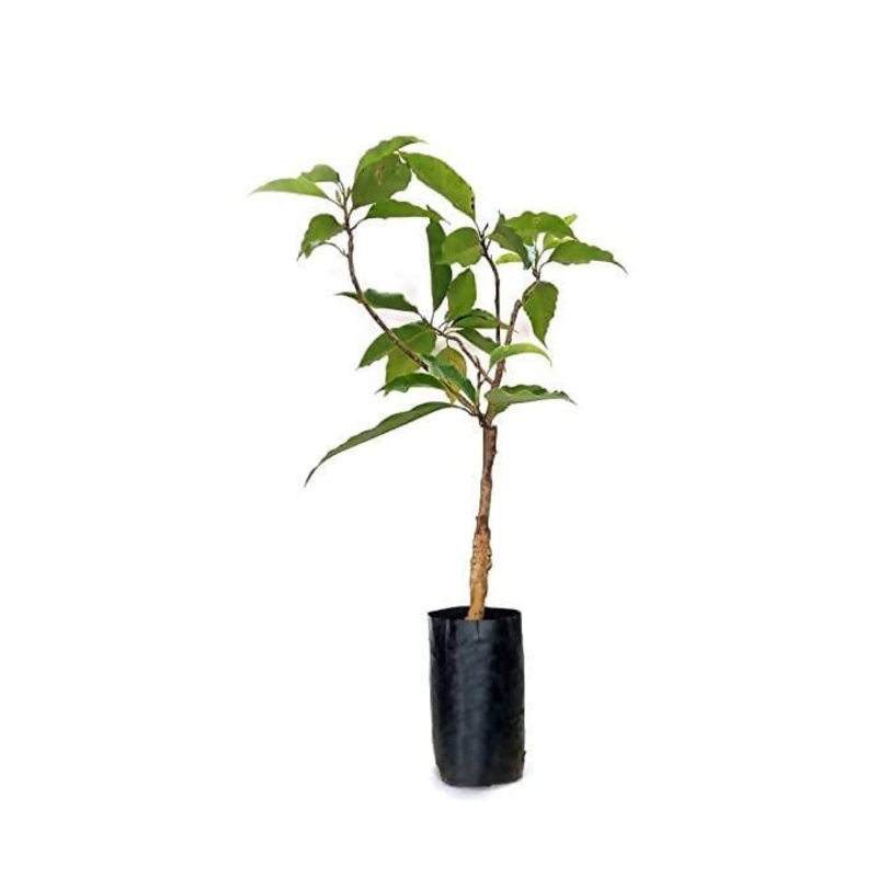 Sonchampa (3-4 feet)