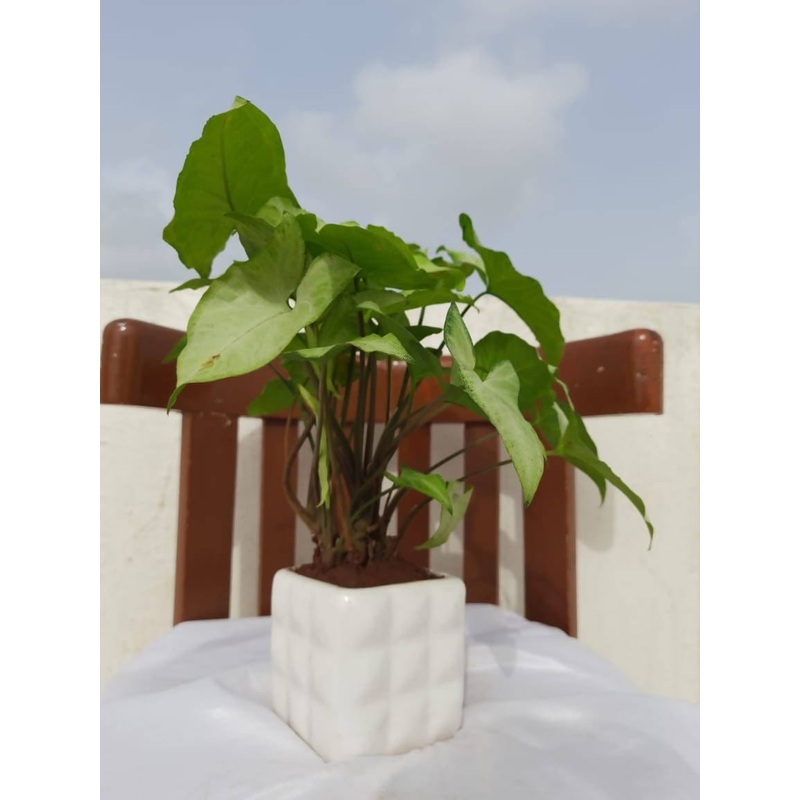 Square Ceramic Pots