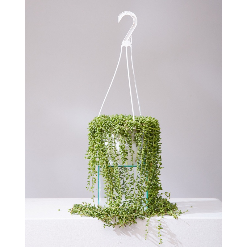 STRING OF BEADS 8 HANGING BASKET