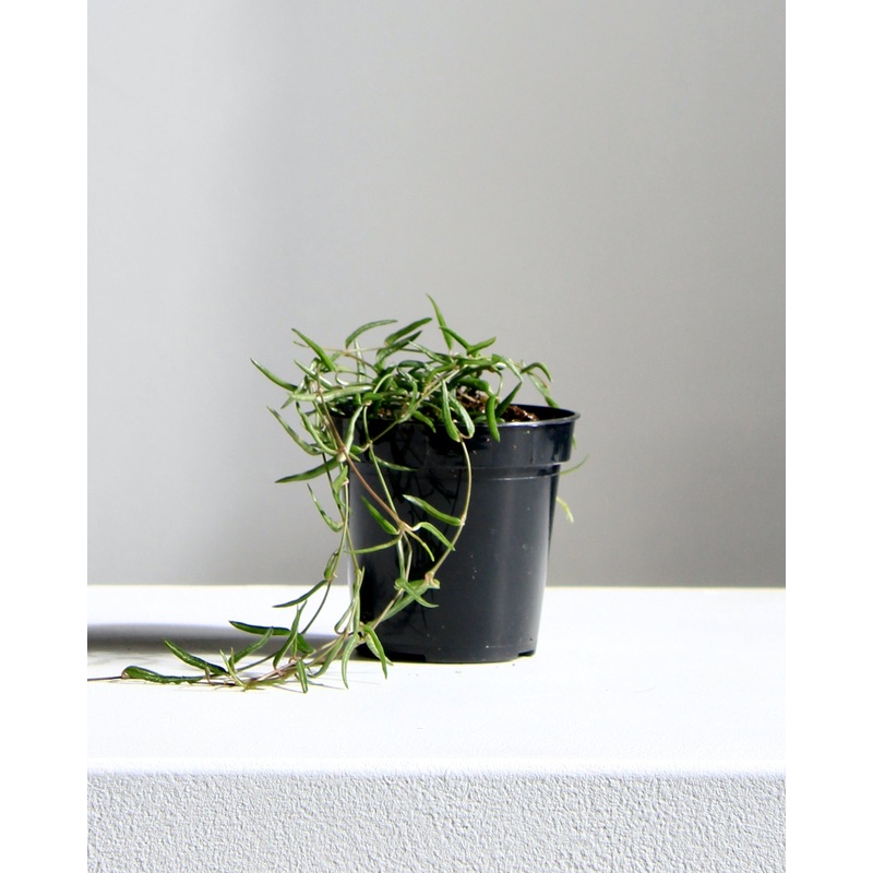 STRING OF NEEDLES 3.5 Grower Pot