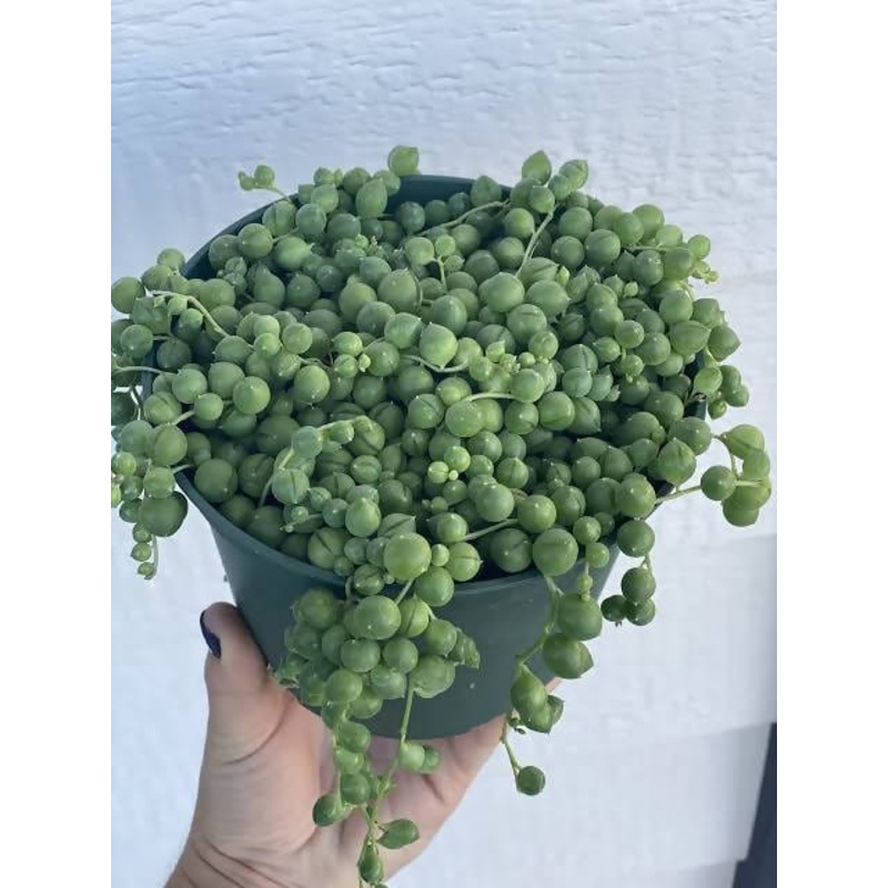 String Of Pearls- Succulent Plant