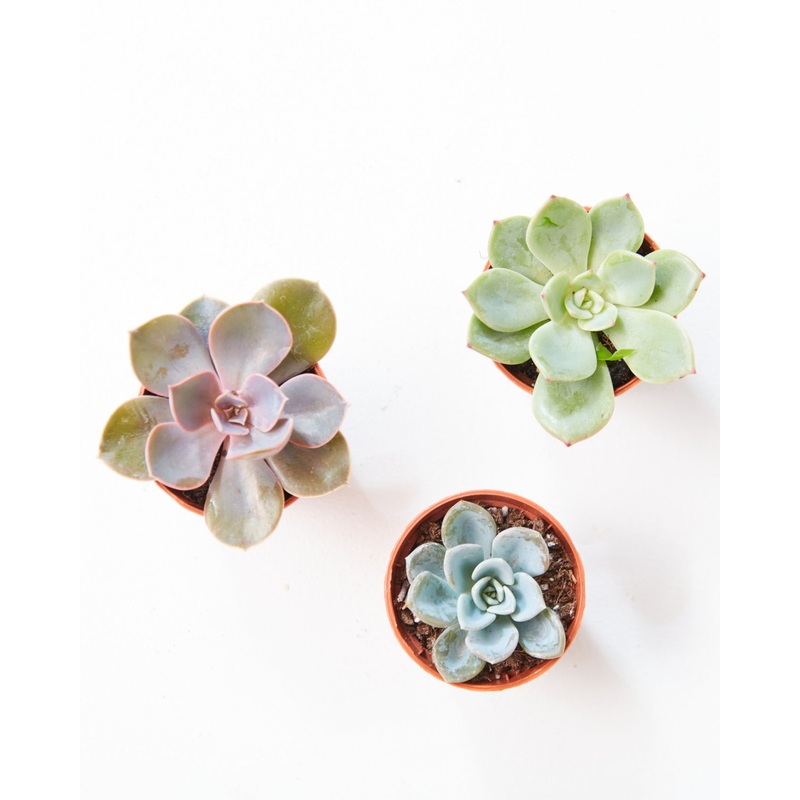 SUCCULENT TRIO – GROWER’S CHOICE 2 Grower Pot
